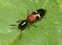 Tilloidea unifasciata