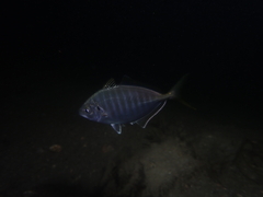 Pseudocaranx