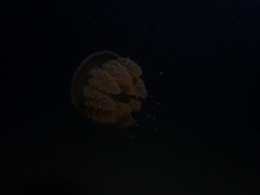 Phyllorhiza punctata