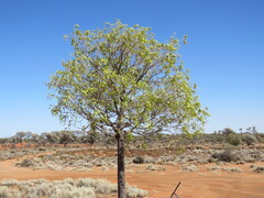 Brachychiton gregorii