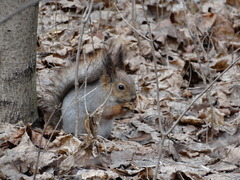 Sciurus vulgaris