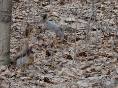 Sciurus vulgaris