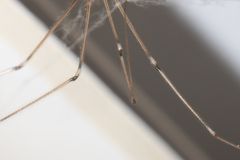 Pholcus