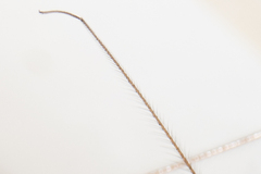 Pholcus