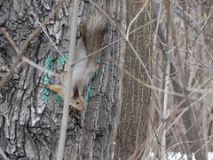 Sciurus vulgaris
