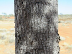 Brachychiton gregorii