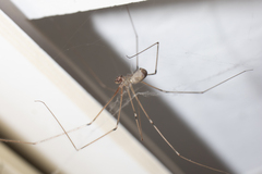 Pholcus