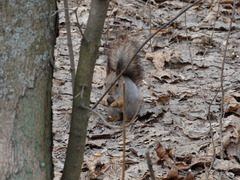 Sciurus vulgaris