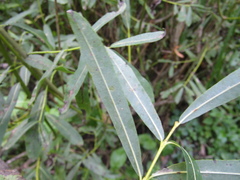 Salix triandra