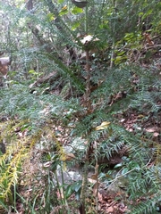 Araucaria cunninghamii