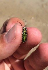 Ellipsoptera marutha