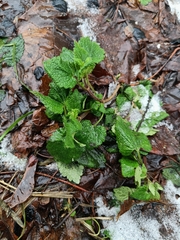 Lamium album