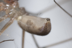Pholcus