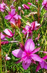 Chamaenerion dodonaei