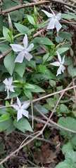 Vinca difformis