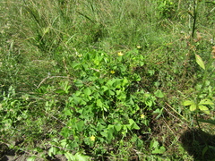Oxalis dillenii
