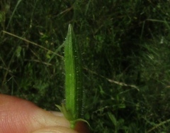 Oxalis dillenii
