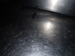 Dolichurus