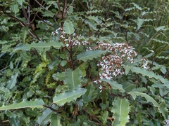 Olearia ilicifolia