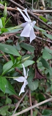 Vinca difformis