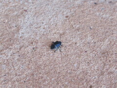 Aplerotus maculatus