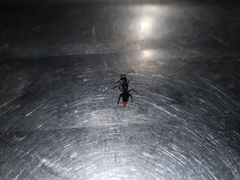 Dolichurus