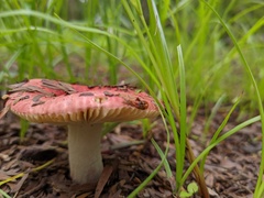 Russula