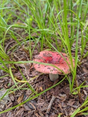 Russula
