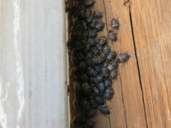 Aplerotus maculatus