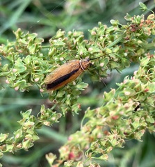 Pseudophyllodromiinae