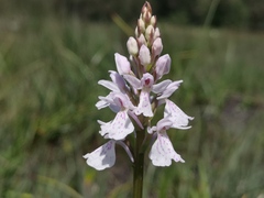 Dactylorhiza maculata