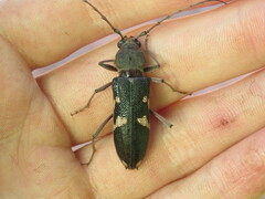 Phoracantha punctata