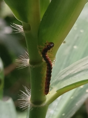 Helicorthomorpha holstii