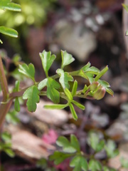 Cardamine graeca
