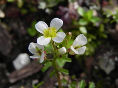 Cardamine graeca