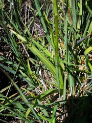 Dactylorhiza maculata