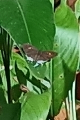 Drupadia ravindra moorei