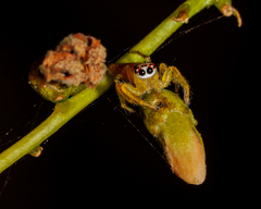 Telamonia