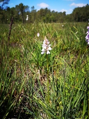 Dactylorhiza maculata