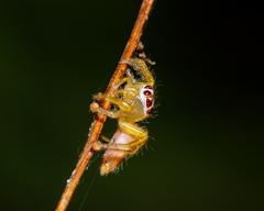 Telamonia