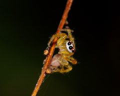 Telamonia