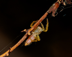 Telamonia