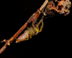 Telamonia
