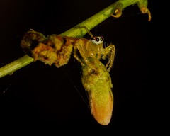 Telamonia