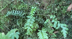 Asplenium gueinzianum