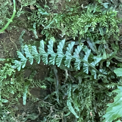 Asplenium gueinzianum