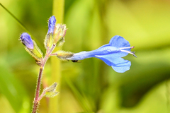 Salvia scutellarioides