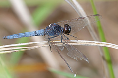 Crocothemis nigrifrons