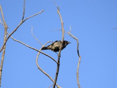 Aplonis striata striata