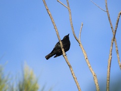 Aplonis striata striata